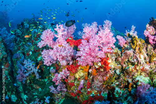 Fototapeta Naklejka Na Ścianę i Meble -  A colorful tropical coral reef in the Andaman Sea (Mergui, Myanmar)