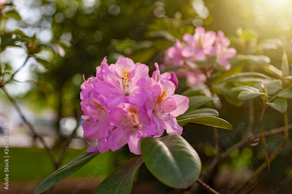 Fototapeta premium Two Soft Pink Azalea Blossoms with Warm Sunbeam Flare and Shallow Depth of Field