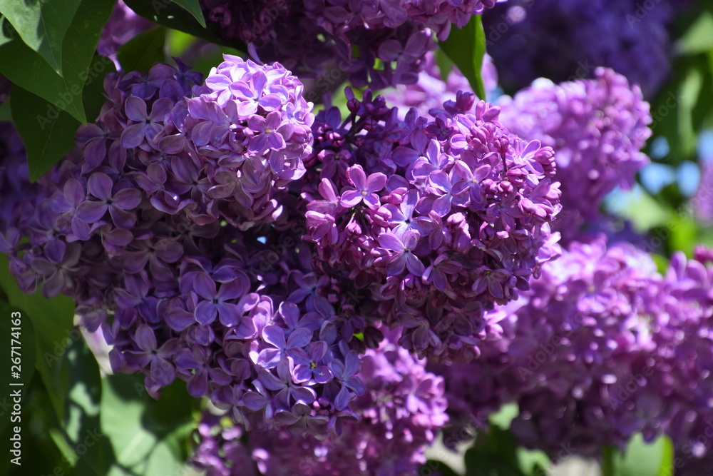 Flowers blooming lilac. Beautiful purple lilac flowers outdoors. Flowers blooming lilac. Beautiful purple lilac flowers outdoors.