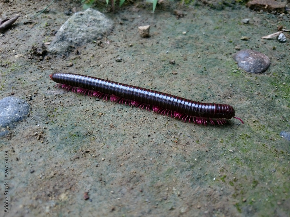 Millipede runs on dry land. Millipede runs on dry land.