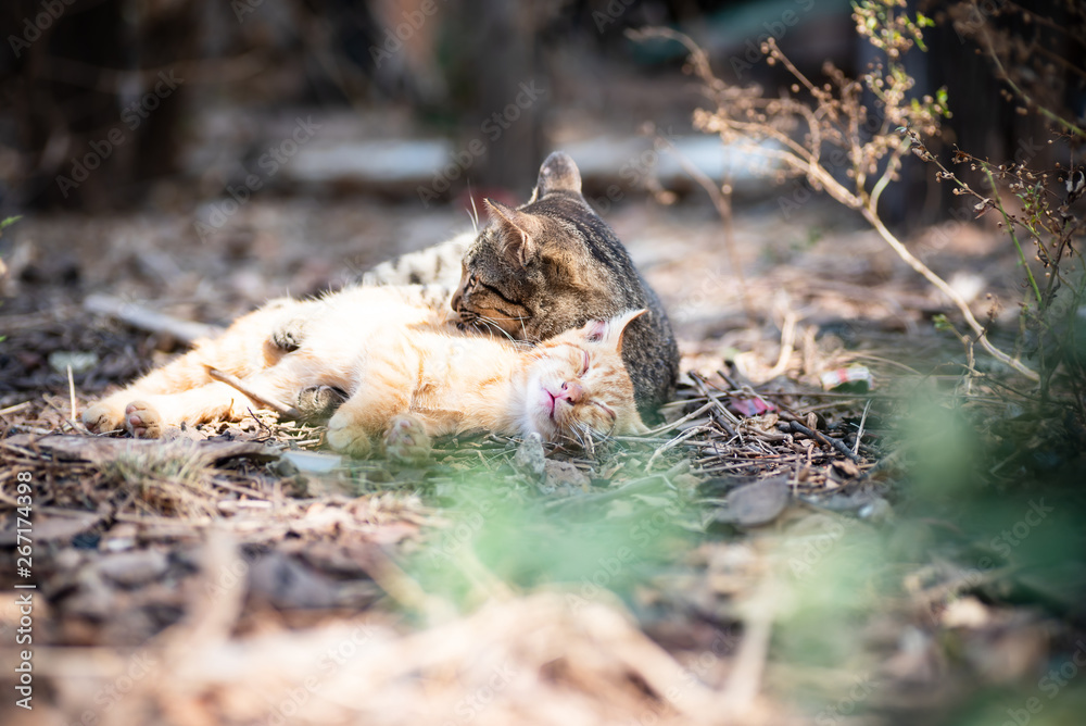 Obraz premium Cats are sleeping together on the ground in the garden