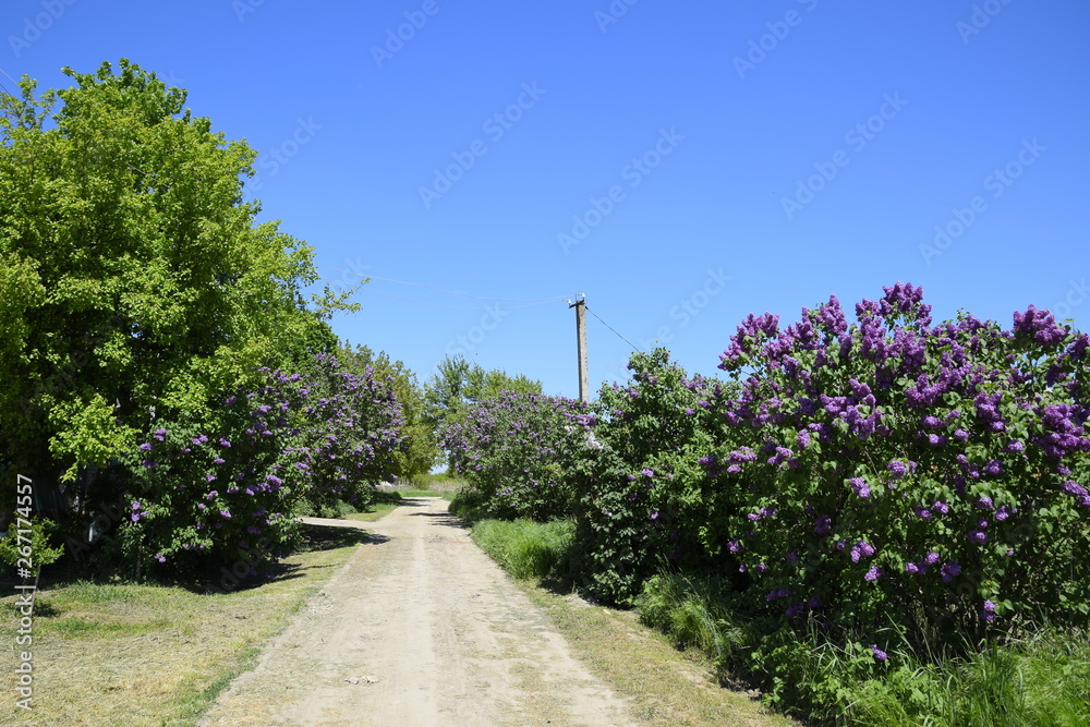Lilac bloom road on the side of the road.