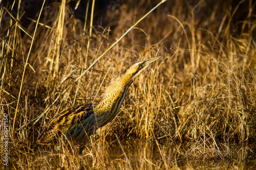 Nature and bird. Bird: Eurasian Bittern. Botaurus stellaris. Yellow brown habitat background.  photo