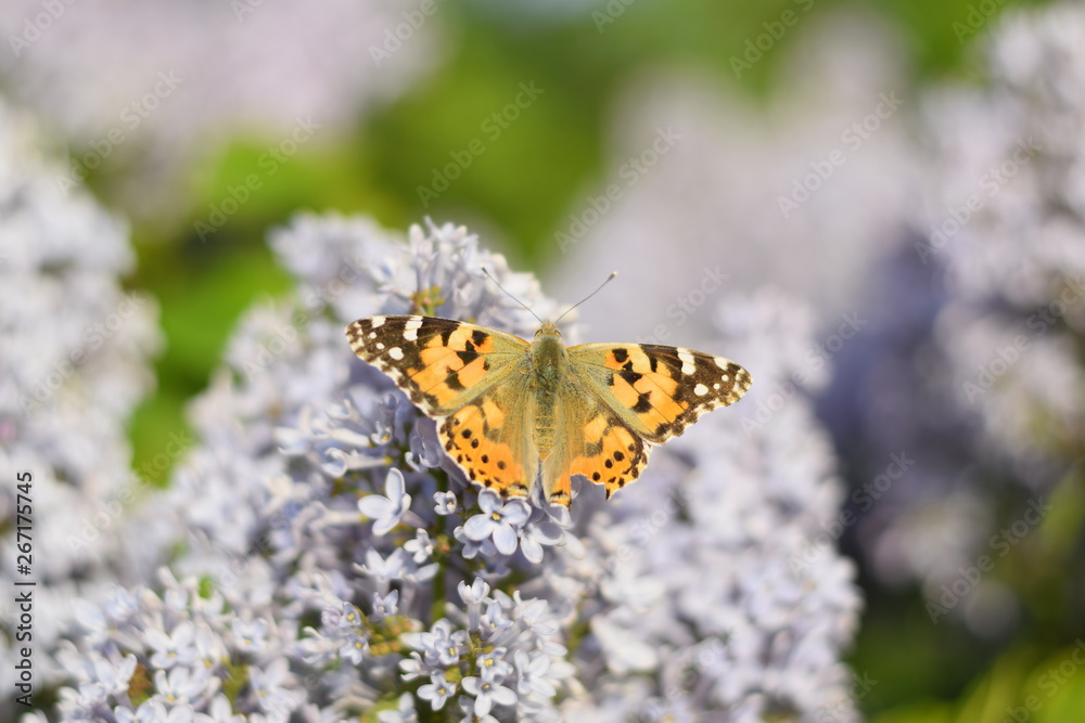 Fototapeta premium Butterfly Vanessa cardui on lilac flowers. Pollination blooming lilacs.