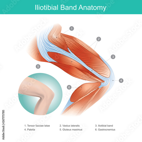 Iliotibial Band Anatomy. Illustration.