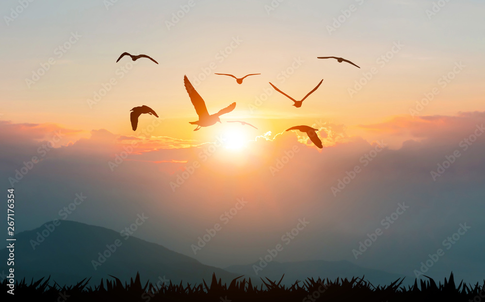 Birds flying freedom on the mountains and sunlight silhouette