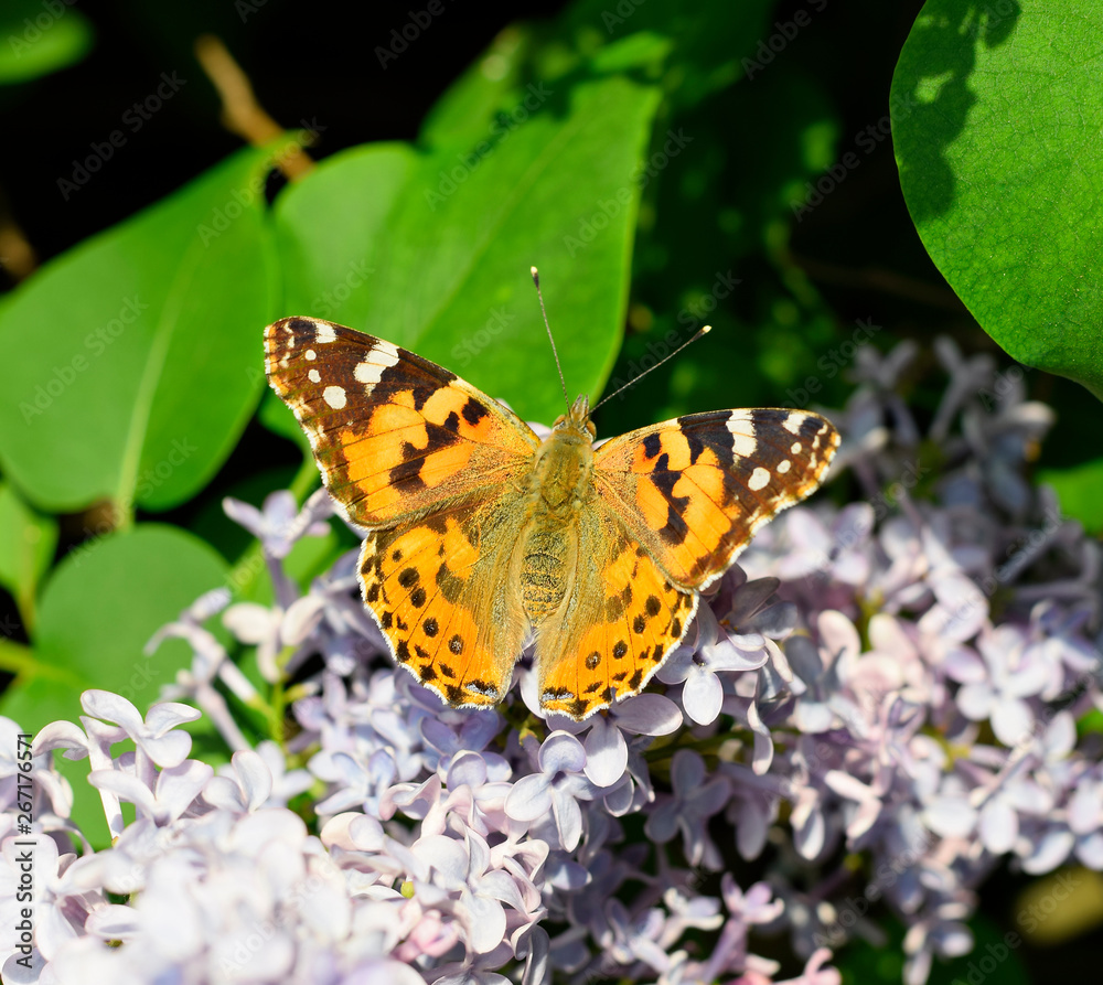 Butterfly Vanessa cardui on lilac flowers. Pollination blooming lilacs. Butterfly Vanessa cardui on lilac flowers. Pollination blooming lilacs.