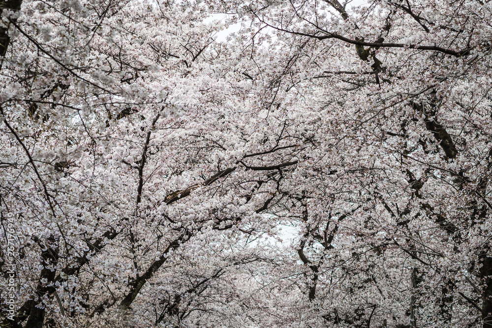 Beautiful Sakura flower or Cherry blossom blooming on flower season in japan Beautiful Sakura flower or Cherry blossom blooming on flower season in japan