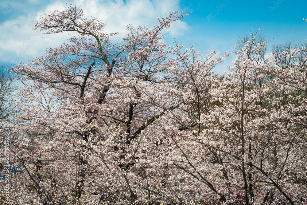 Beautiful white cherry blossoms in spring under a blue sky Beautiful white cherry blossoms in spring under a blue sky