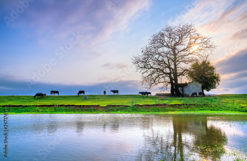 Bombax ceiba tree ancient and grazing buffalo silhouette on the embankment into the sunset reflected on the water beautifully fanciful landscape for rural Vietnam photo