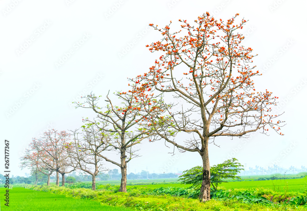 Fototapeta premium The beautiful Bombax Ceiba tree blooms in spring. This flower works as a medicine to treat inflammation, detoxification, antiseptic, blood circulation is very useful for human health