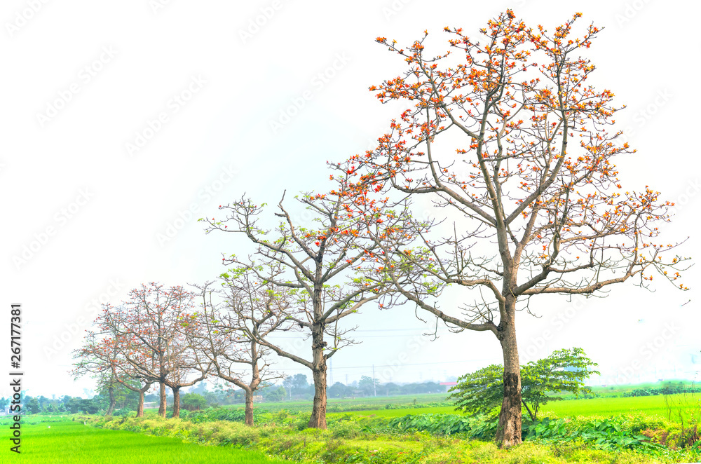 The beautiful Bombax Ceiba tree blooms in spring. This flower works as a medicine to treat inflammation, detoxification, antiseptic, blood circulation is very useful for human health The beautiful Bombax Ceiba tree blooms in spring. This flower works as a medicine to treat inflammation, detoxification, antiseptic, blood circulation is very useful for human health
