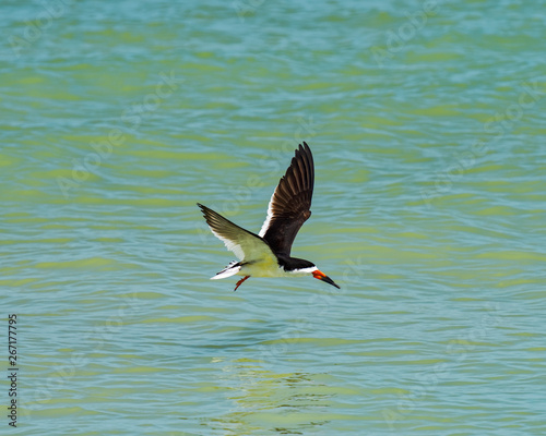 Black skimmer flying over the water