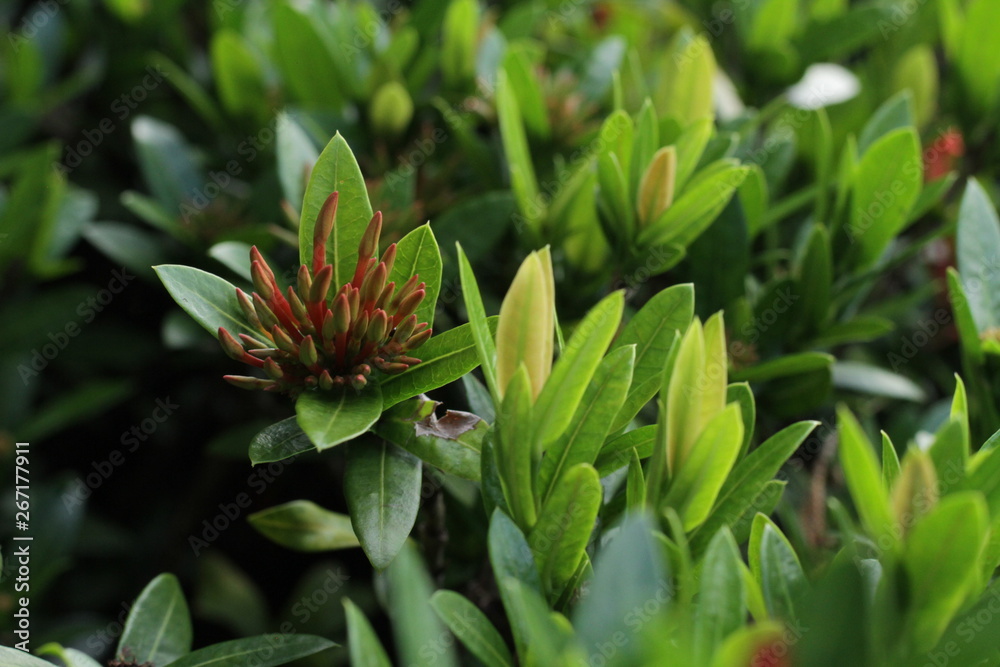 Flor de arbusto Flor de arbusto