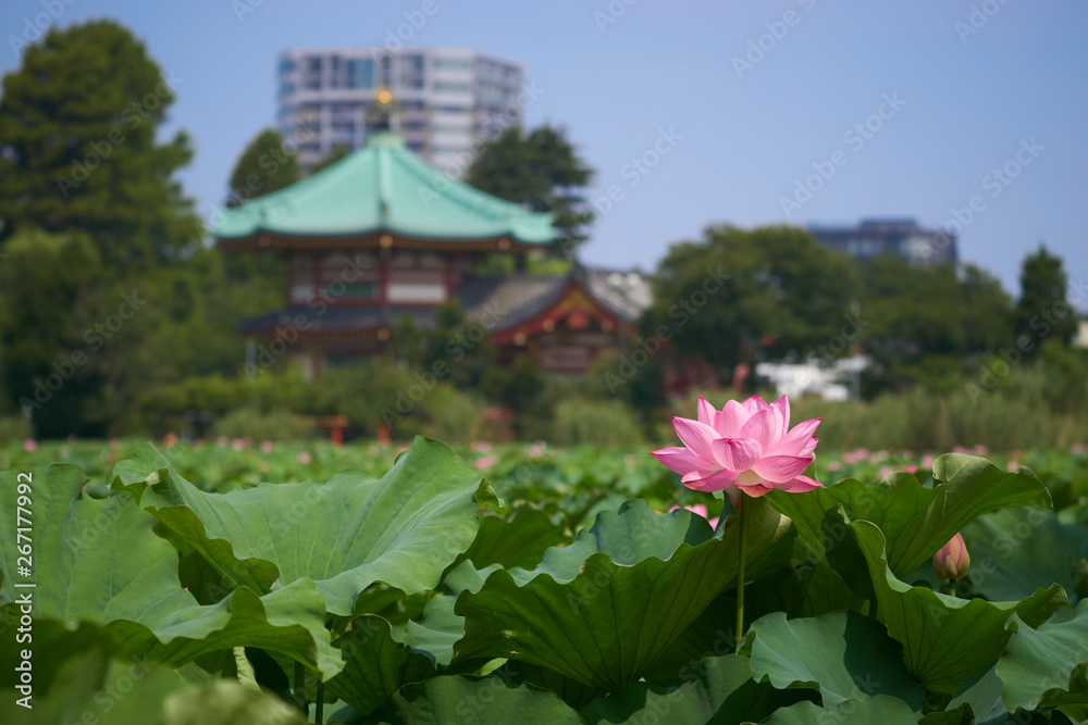 東京の上野公園、夏の名物「ハス」の咲く池の風景