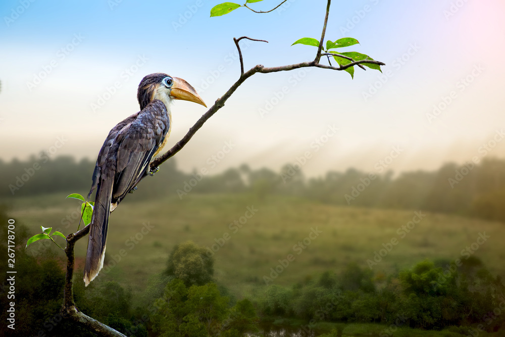 Fototapeta premium Austen's Brown Hornbill on branch in nature
