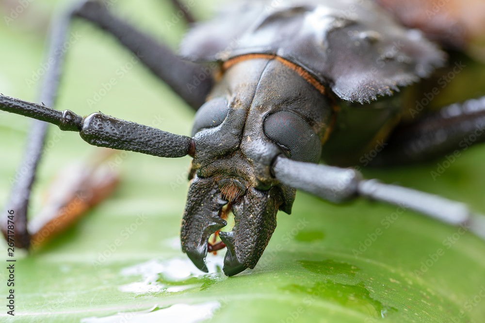 Fototapeta premium Giant Fijian longhorn beetle from island Koh Phangan, Thailand. Closeup, macro. Giant Fijian long-horned beetle, Xixuthrus heros is one of largest living insect species.Large tropical beetle species