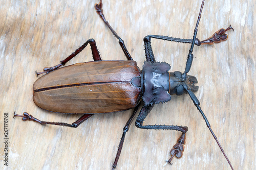 Giant Fijian longhorn beetle from island Koh Phangan, Thailand. Closeup, macro. Giant Fijian long-horned beetle, Xixuthrus heros is one of largest living insect species.Large tropical beetle species photo
