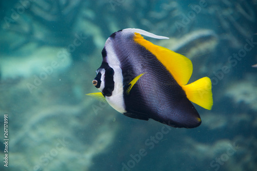 Singular bannerfish (Heniochus singularius) is black, white and yellow big butterflyfish in Palau, Pacific