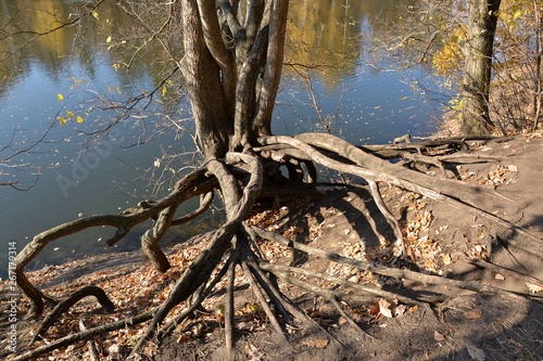 Exposed tree roots on the shore of a forest lake