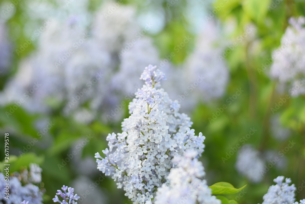 Flowers blooming lilac. Beautiful purple lilac flowers outdoors. Flowers blooming lilac. Beautiful purple lilac flowers outdoors.