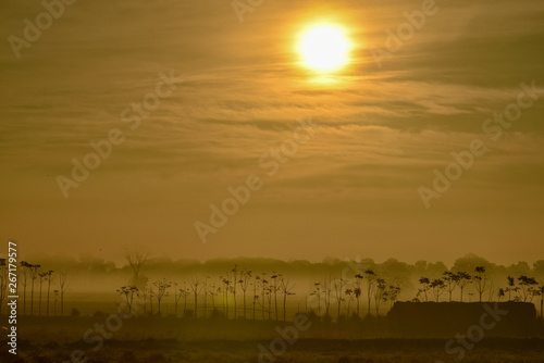 Beautiful trees raw with mist on sunrise in the winter time