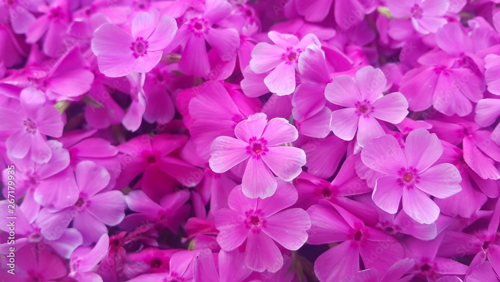 Close up view of several pink flowers under sunlight with pink petals Close up view of several pink flowers under sunlight with pink petals