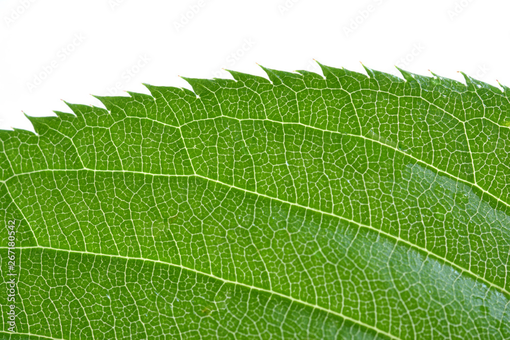 Green leaf on a white background Green leaf on a white background