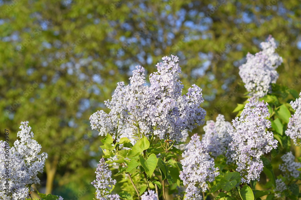 Flowers blooming lilac. Beautiful purple lilac flowers outdoors. Flowers blooming lilac. Beautiful purple lilac flowers outdoors.