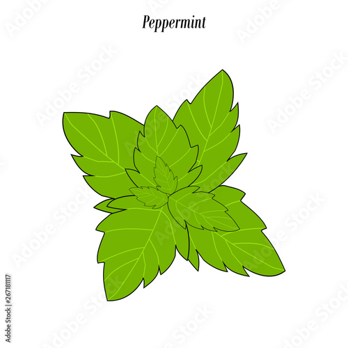 Peppermint leaf illustration