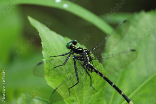 Indian dragonfly