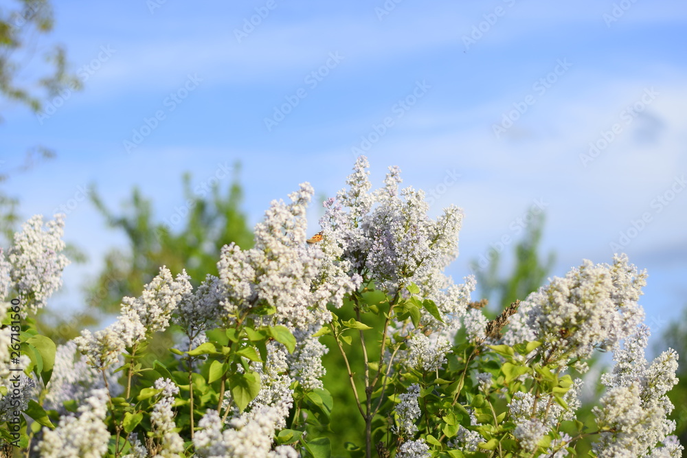 Flowers blooming lilac. Beautiful purple lilac flowers outdoors. Flowers blooming lilac. Beautiful purple lilac flowers outdoors.