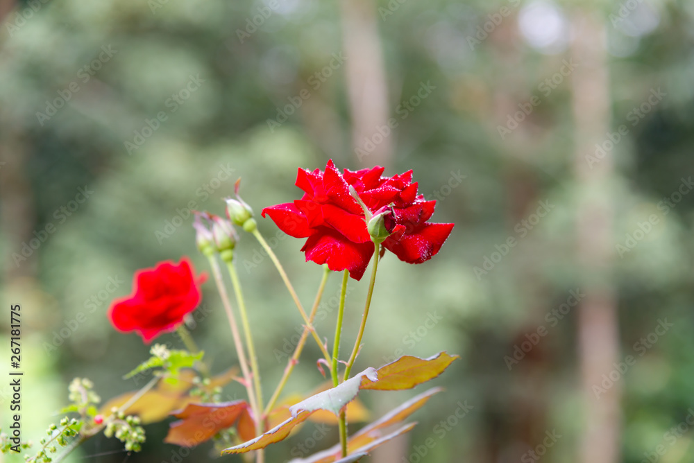 Close up Beautiful rose in a garden.