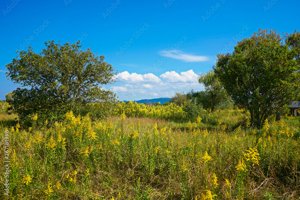 Meadow and mountain under blue sky