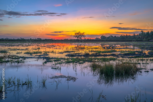 reflection of sunrise on rice field during planting season