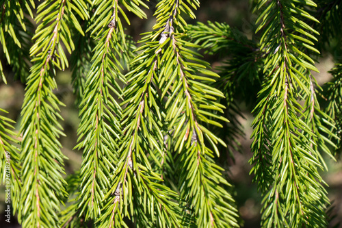 Green spiny from bright branches of spruce as background