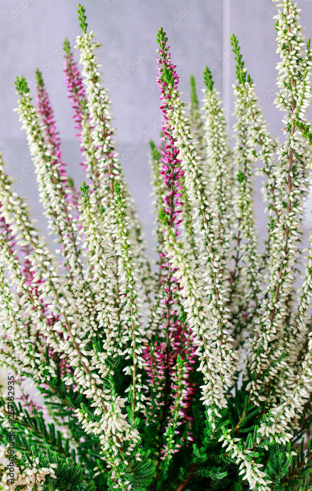 White and violet heather (Calluna vulgaris) White and violet heather (Calluna vulgaris)