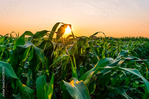 sunrise over the corn field photo