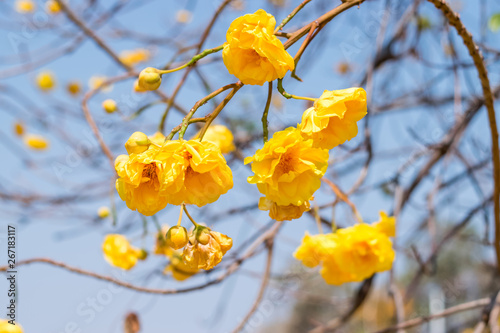 Yellow silk cotton tree flowers