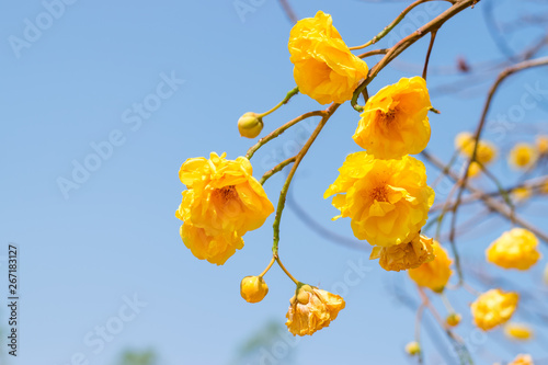 Yellow silk cotton tree flowers photo