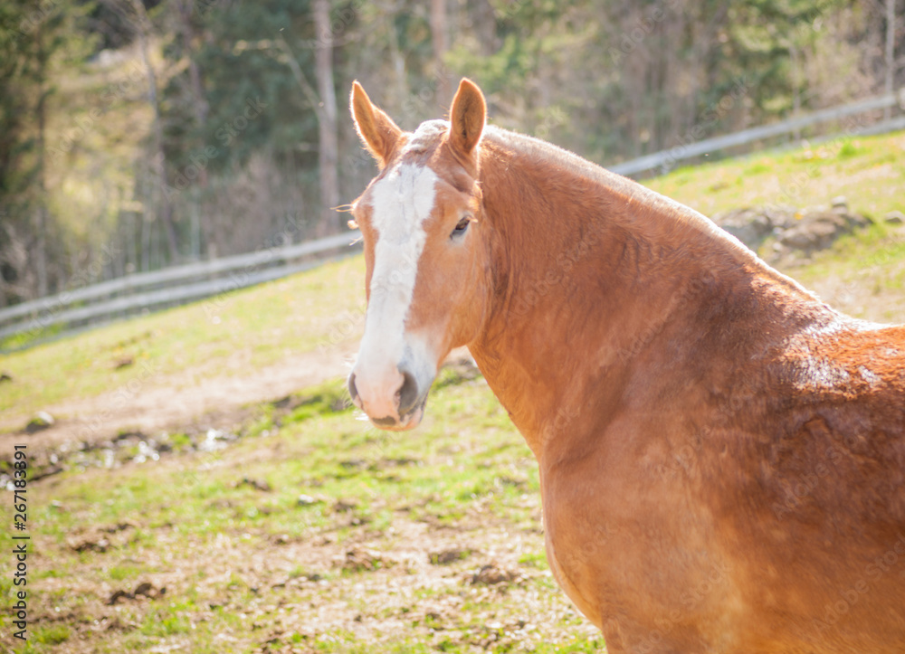 Fototapeta premium Friendly Draft Horse Portrait