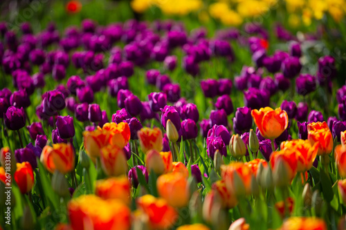 Blooming Tulips © Logan