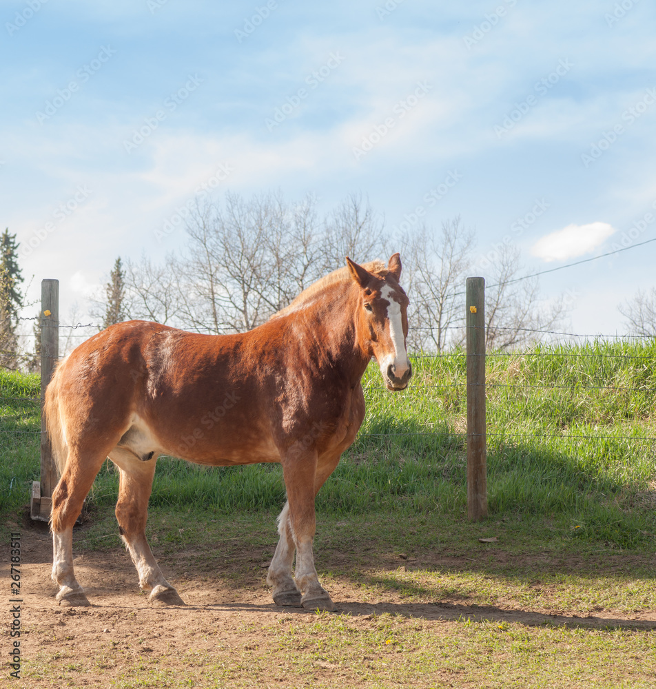 Fototapeta premium Draft Horse Gelding - Full Body