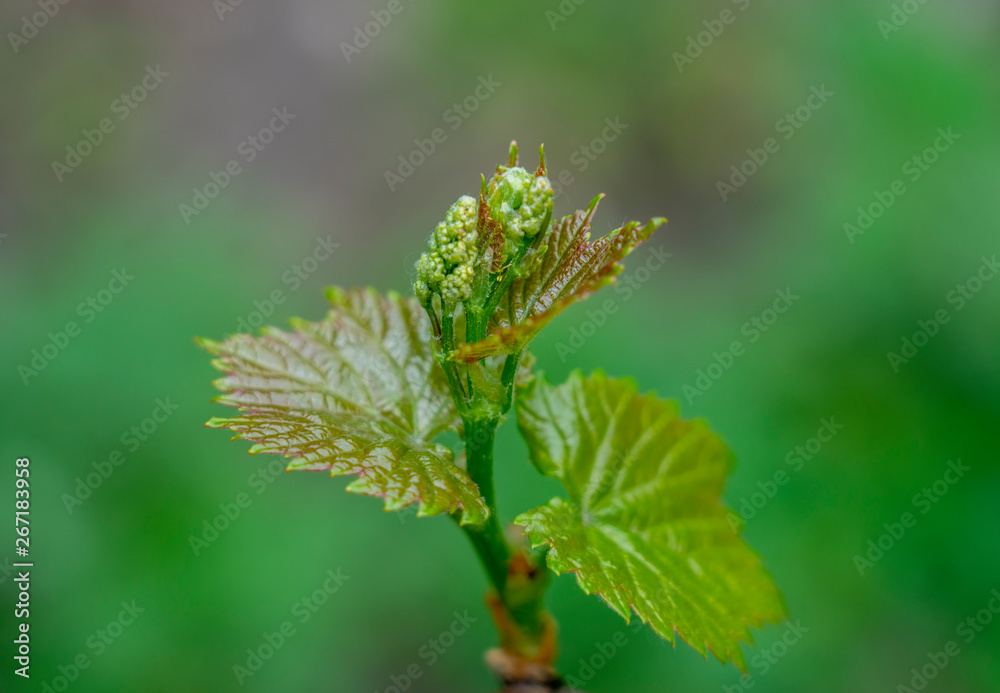Young shoot of grapes from the beginnings of the inflorescences close-up on blurred green background Young shoot of grapes from the beginnings of the inflorescences close-up on blurred green background