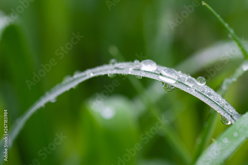 Lots of raindrops on the grass with a soft background