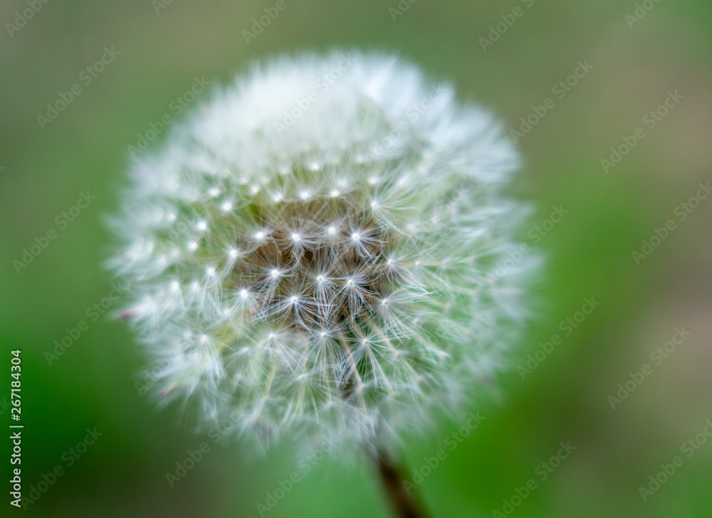 beautiful pattern from the seeds of a dandelion close-up on blurred green background