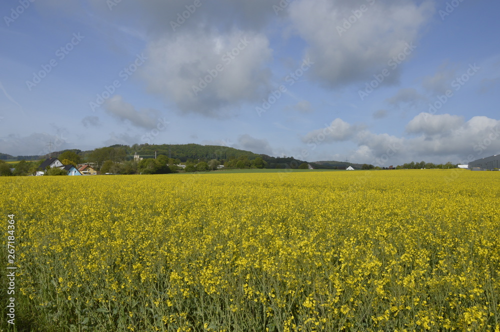 yellow field of oilseed rape