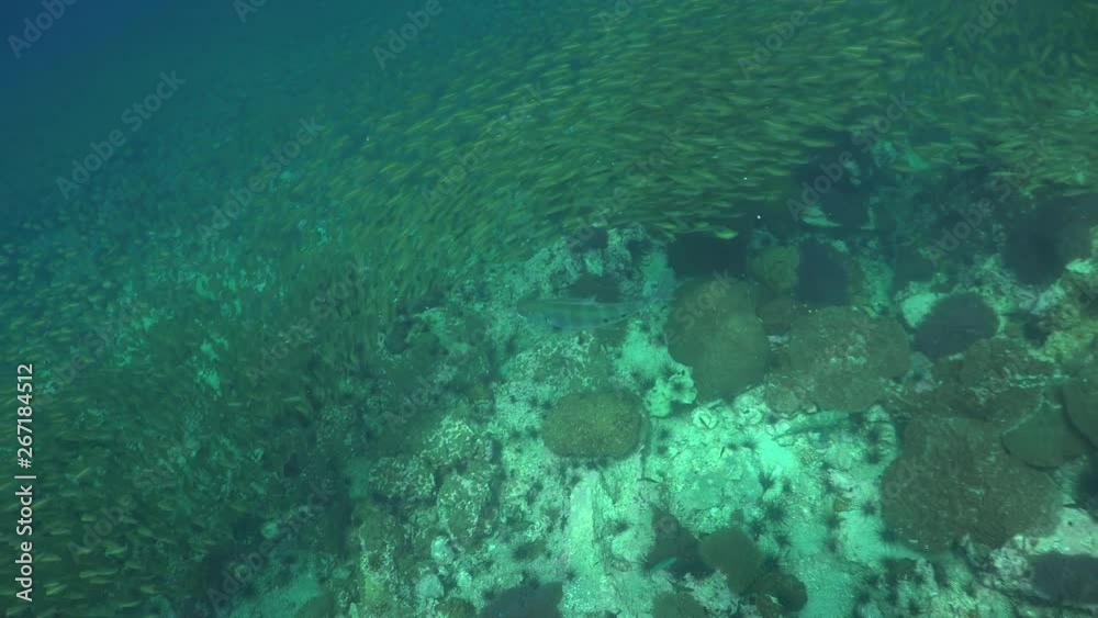 A School of The yellowstripe scad (Selaroides leptolepis) moves really fast to avoid the attacks of Trevally A School of The yellowstripe scad (Selaroides leptolepis) moves really fast to avoid the attacks of Trevally