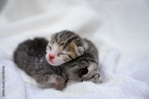 Newborn small Scottish Fold kittens in white blanket. Little straight striped cute baby kitten grey color