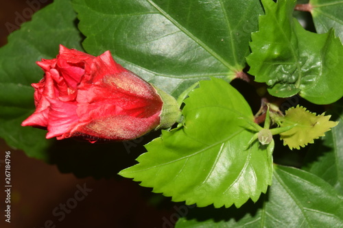 Blooming Hibiscus